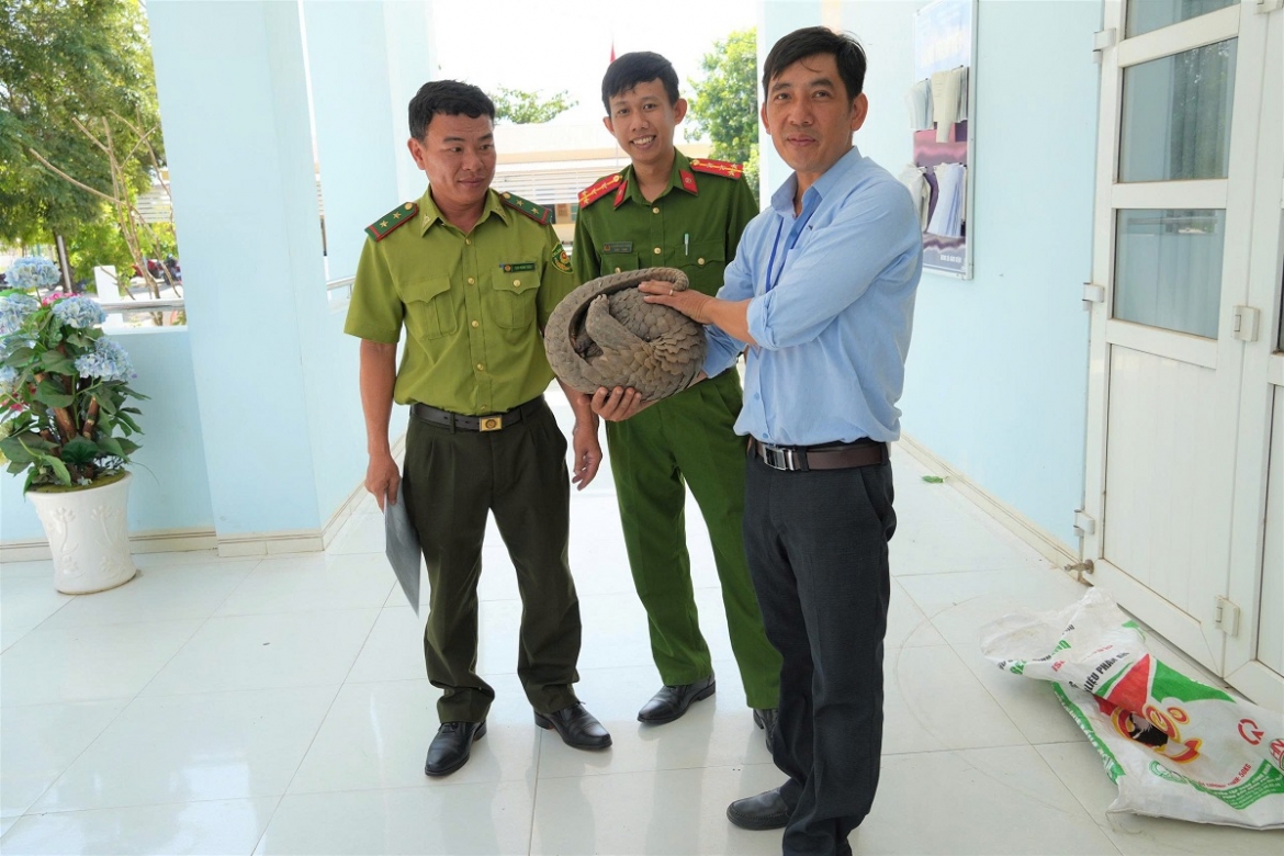 Người dân giao nộp cá thể tê tê quý hiếm cho cơ quan chức năng