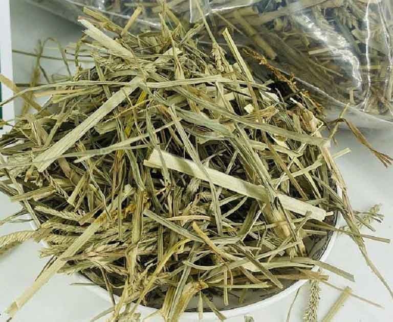 Dân lùng mua loại cỏ dại mọc đầy đồng được coi như thần dược