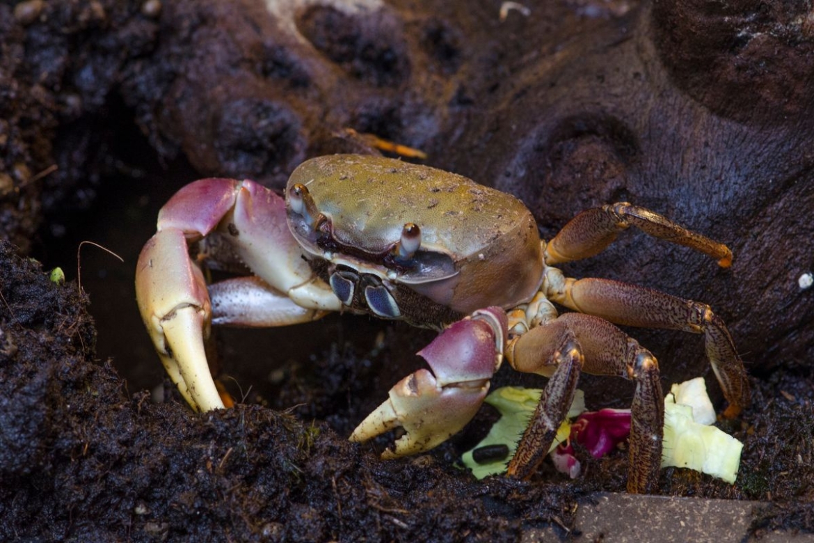 Loài cua “xe tăng” khổng lồ quý hiếm được lùng mua với giá đắt đỏ