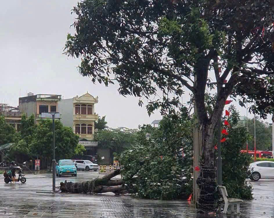 Quảng Ninh chưa ghi nhận thiệt hại về người do bão số 1