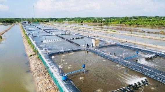 ca mau strengthens cooperation with dutch partners in green growth and marine economy picture 1