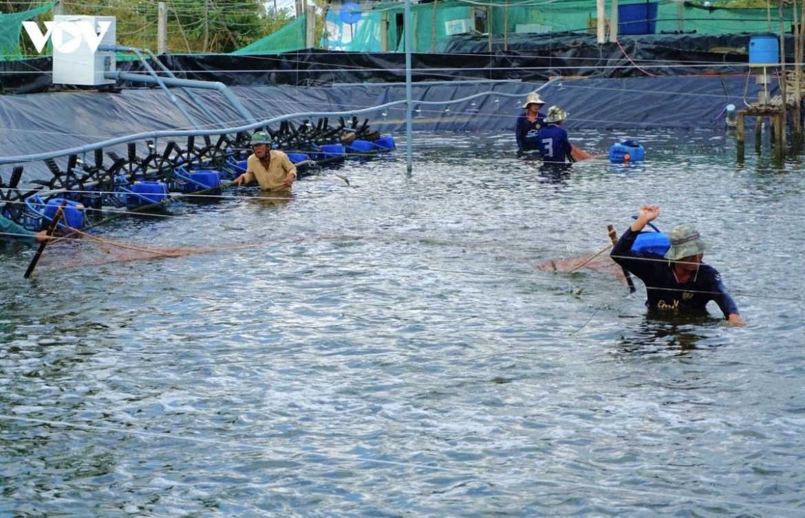 phat trien ca mau tro thanh trung tam kinh te bien - nang luong tai tao - logistic hinh anh 1