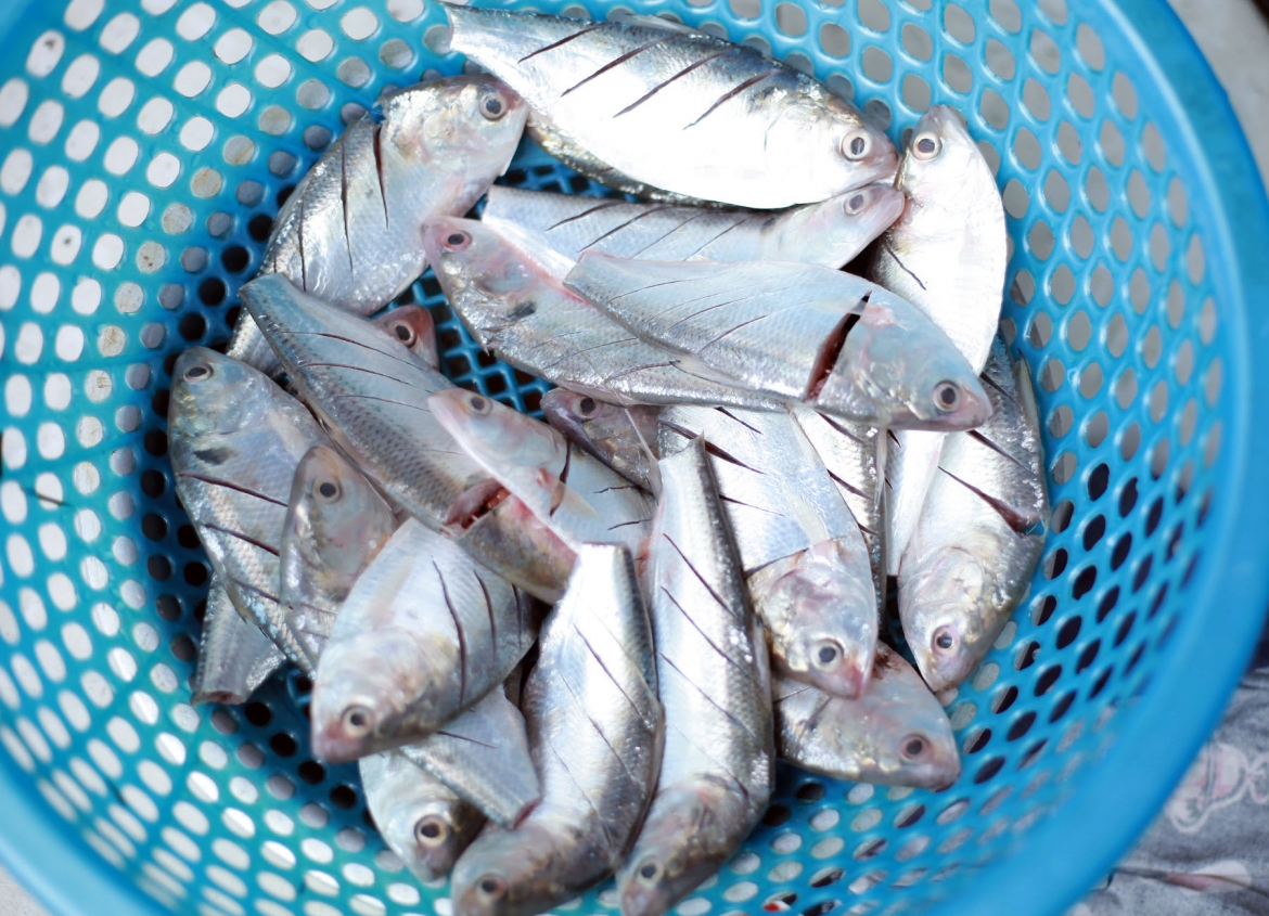 loai ca binh dan giau omega-3 chang kem ca hoi, cuc bo duong cho suc khoe hinh anh 1