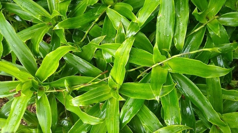 cay thuoc da nang giup duong gan, ngua ung thu nhieu nguoi chi trong lam canh hinh anh 1