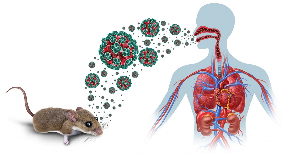 Việt Nam chưa ghi nhận ca mắc virus Hanta chủng Andes