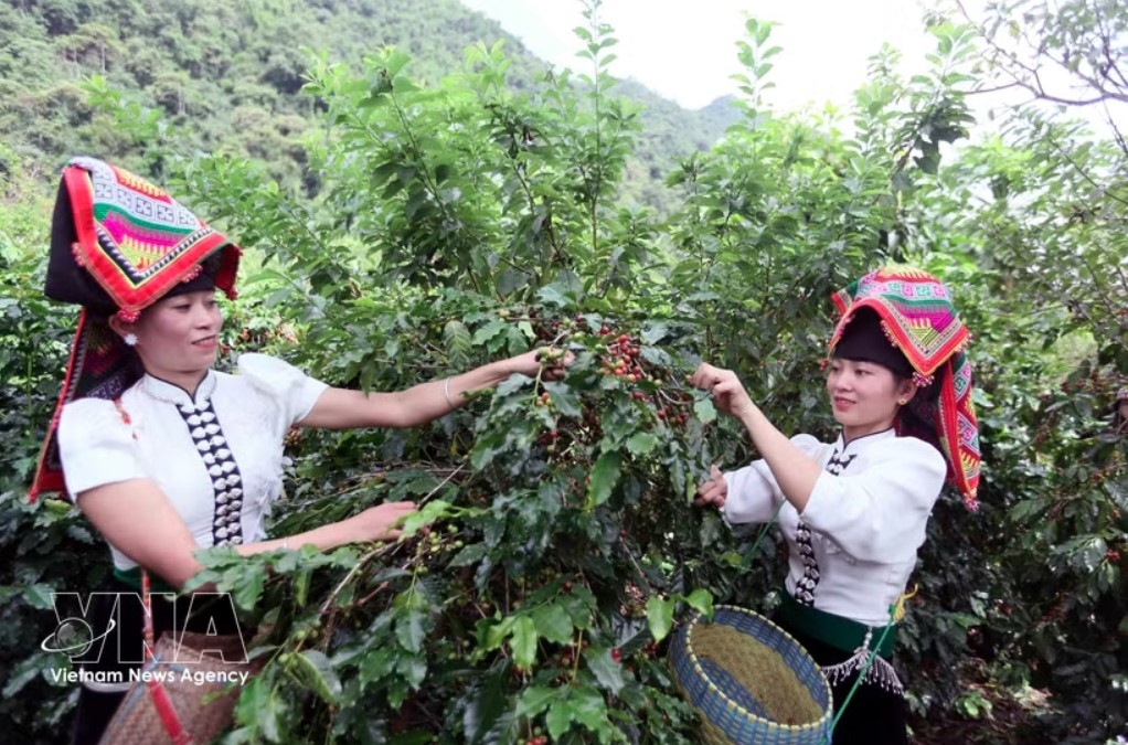 coffee export value hits us 4.78 billion in h1 picture 1