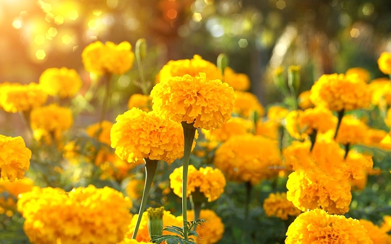 thao duoc da cong dung, vua khoe nguoi vua duong nhan, nhieu nguoi chi lam canh hinh anh 1