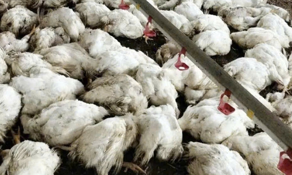 Mất điện đột ngột, gần 20.000 con gà chuẩn bị xuất bán chết hàng loạt ở Bắc Ninh