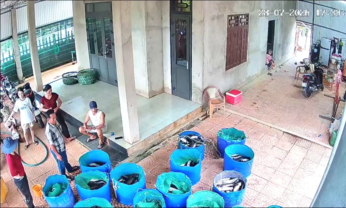 set danh trung ho nuoi lam 3 tan ca loc chet hang loat hinh anh 3