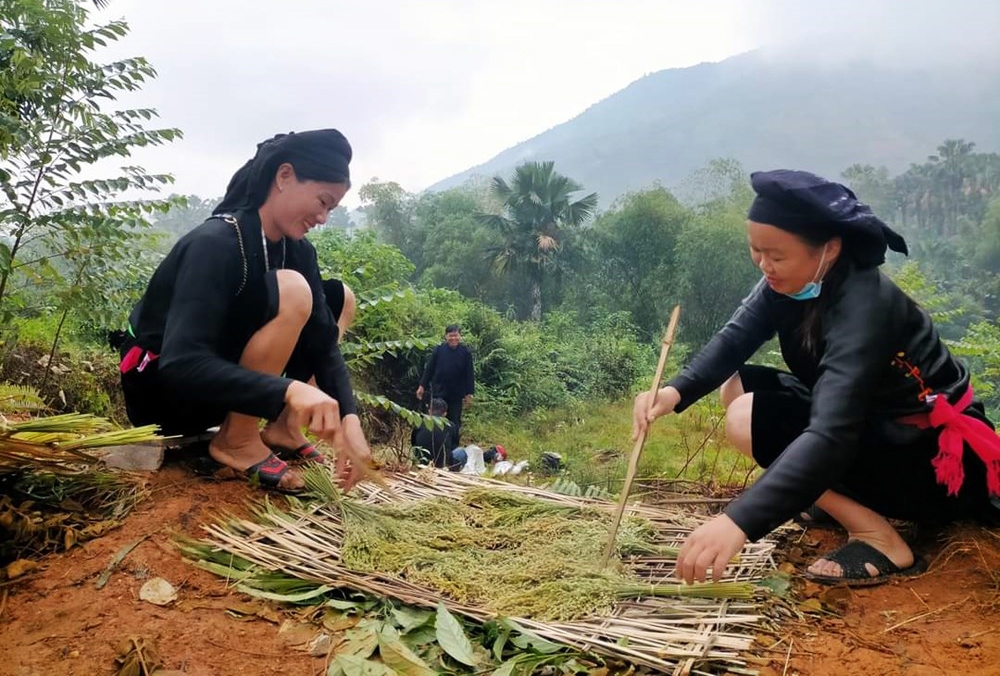 green rice offerings preserve tay ethnic people s harvest traditions picture 1