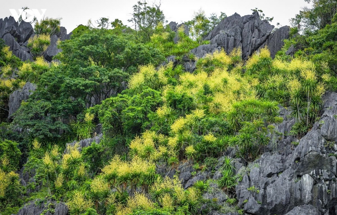 mountain dracaena blooms ha long bay s hidden season of flowers picture 11