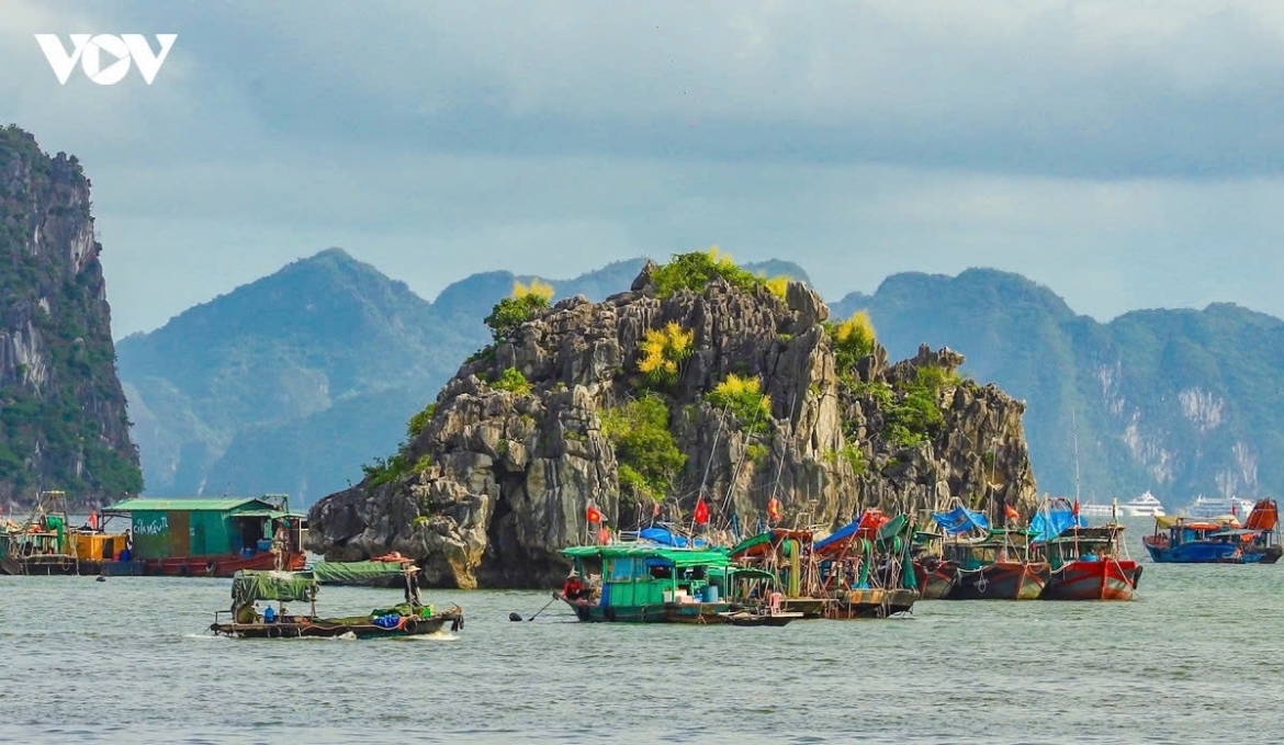 mountain dracaena blooms ha long bay s hidden season of flowers picture 2