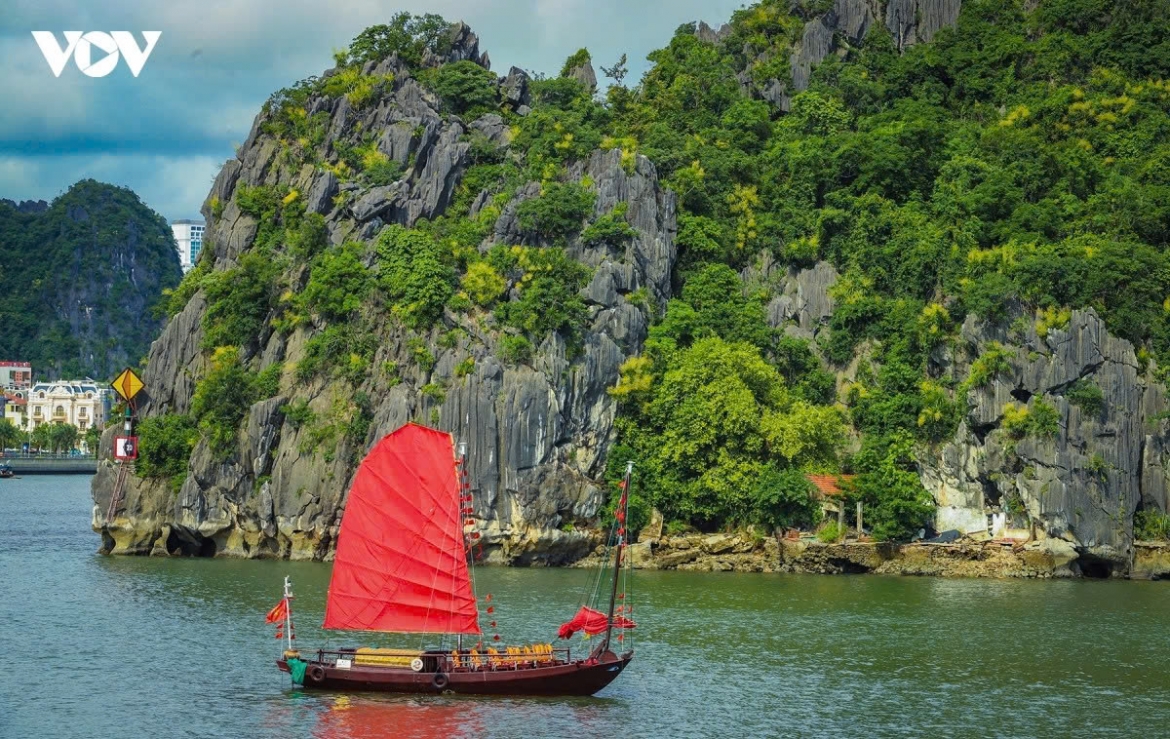 mountain dracaena blooms ha long bay s hidden season of flowers picture 5