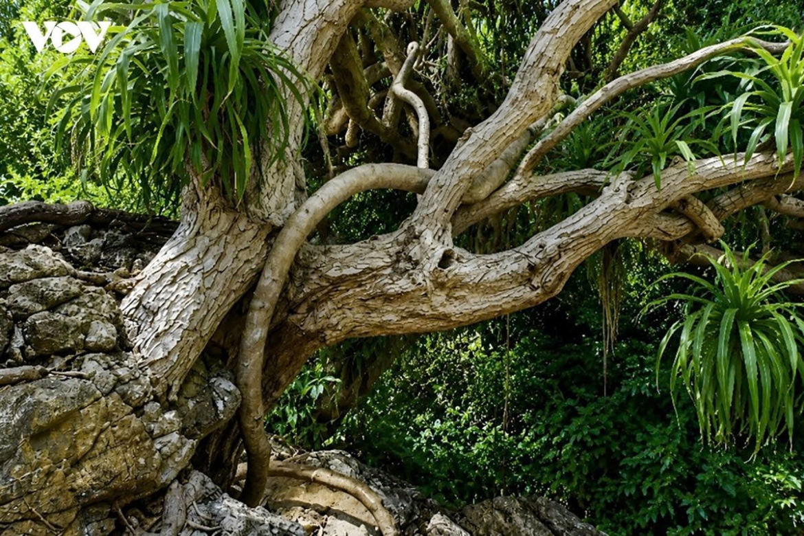 mountain dracaena blooms ha long bay s hidden season of flowers picture 6