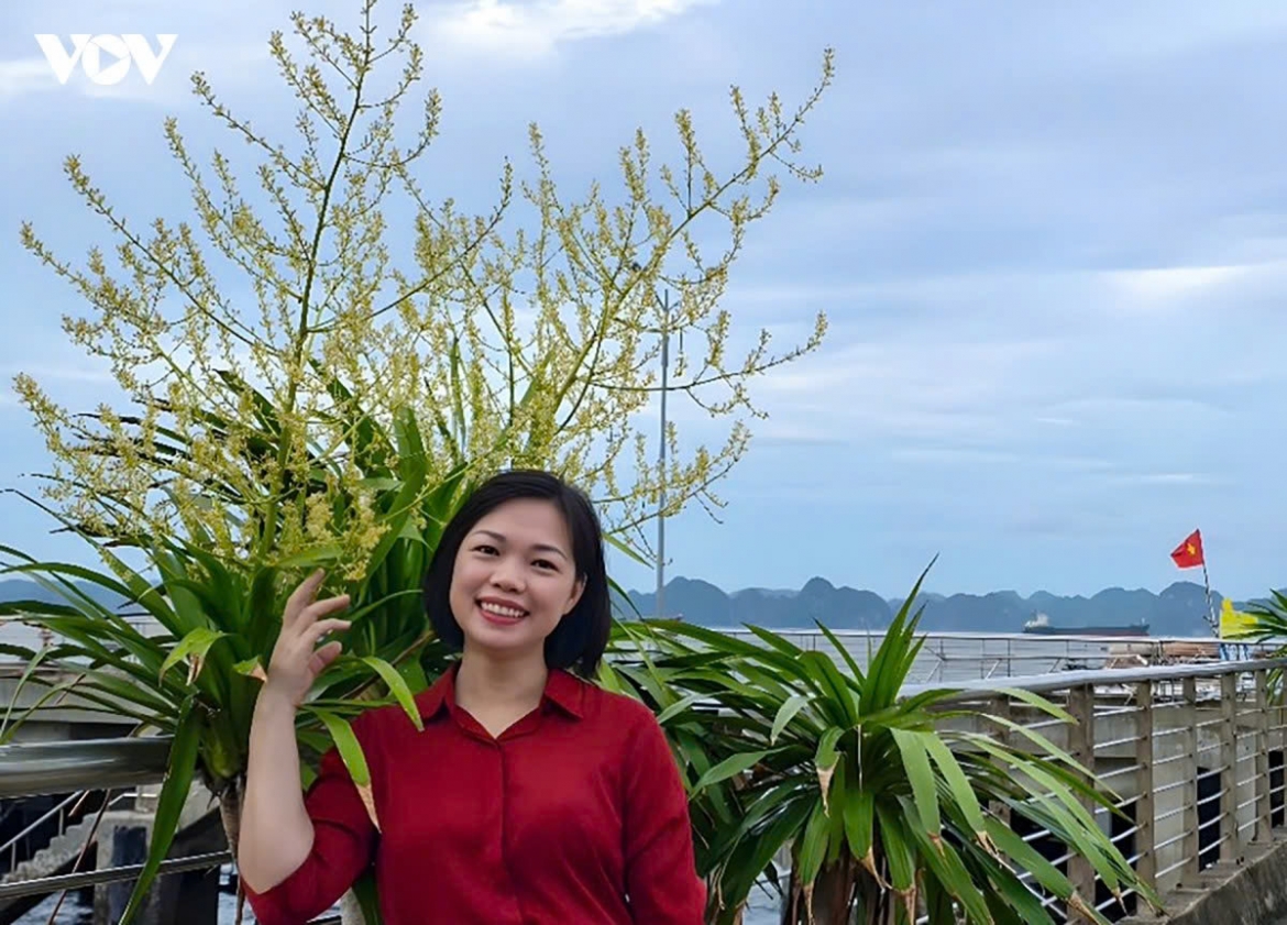 mountain dracaena blooms ha long bay s hidden season of flowers picture 7