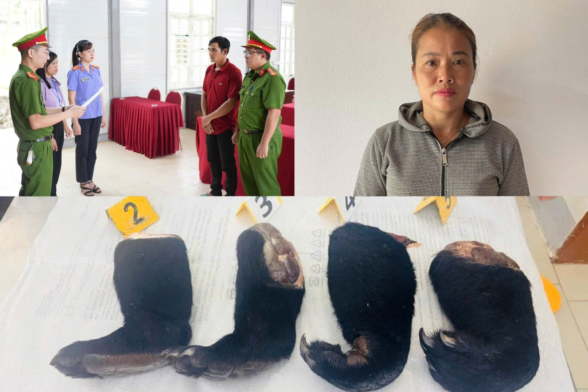 son la khoi to hai doi tuong mua ban tay gau ngua hinh anh 1