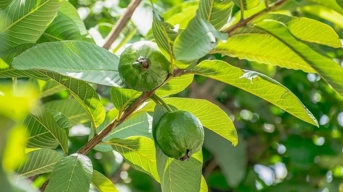 loai cay quen mat duoc vi nhu tu thuoc tu nhien , tu qua den la deu cuc tot hinh anh 1