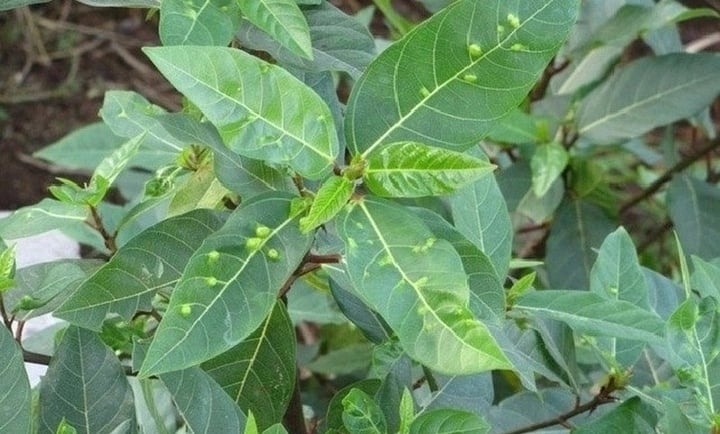 khong chi la rau an kem, loai la nay la thuoc quy bo xuong, tot cho tim mach hinh anh 1