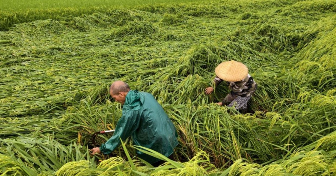can canh bao maysak can quet trung quoc, hang chuc nghin nguoi so tan khan cap hinh anh 7