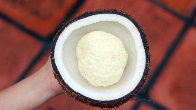 Đặc sản “bí mật” bên trong trái dừa có giá đắt đỏ