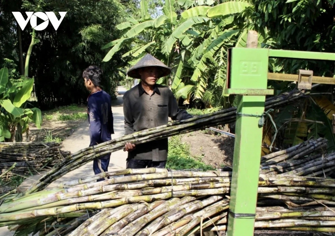 Dữ liệu truy xuất nguồn gốc giúp bảo vệ ngành mía đường trước gian lận thương mại