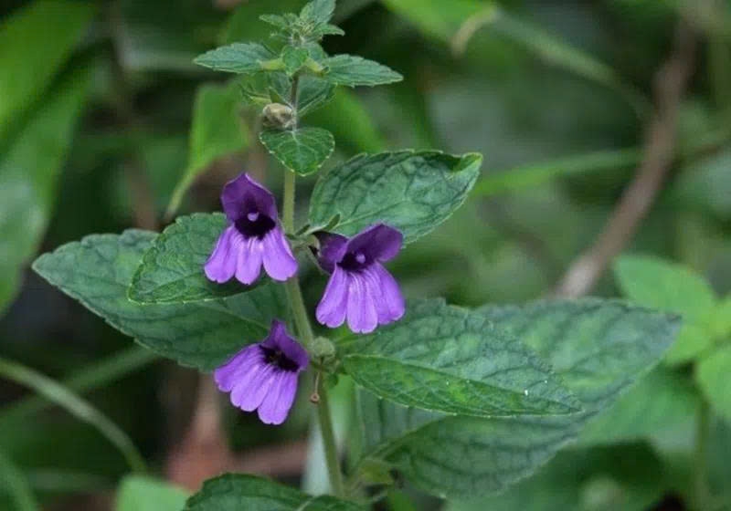10 cay thuoc nam duoc nhieu nguoi dung de ho tro giam men gan cao hinh anh 1