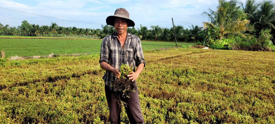Hàng chục ha cây trồng tại tỉnh Đồng Tháp bị thiệt hại bất thường