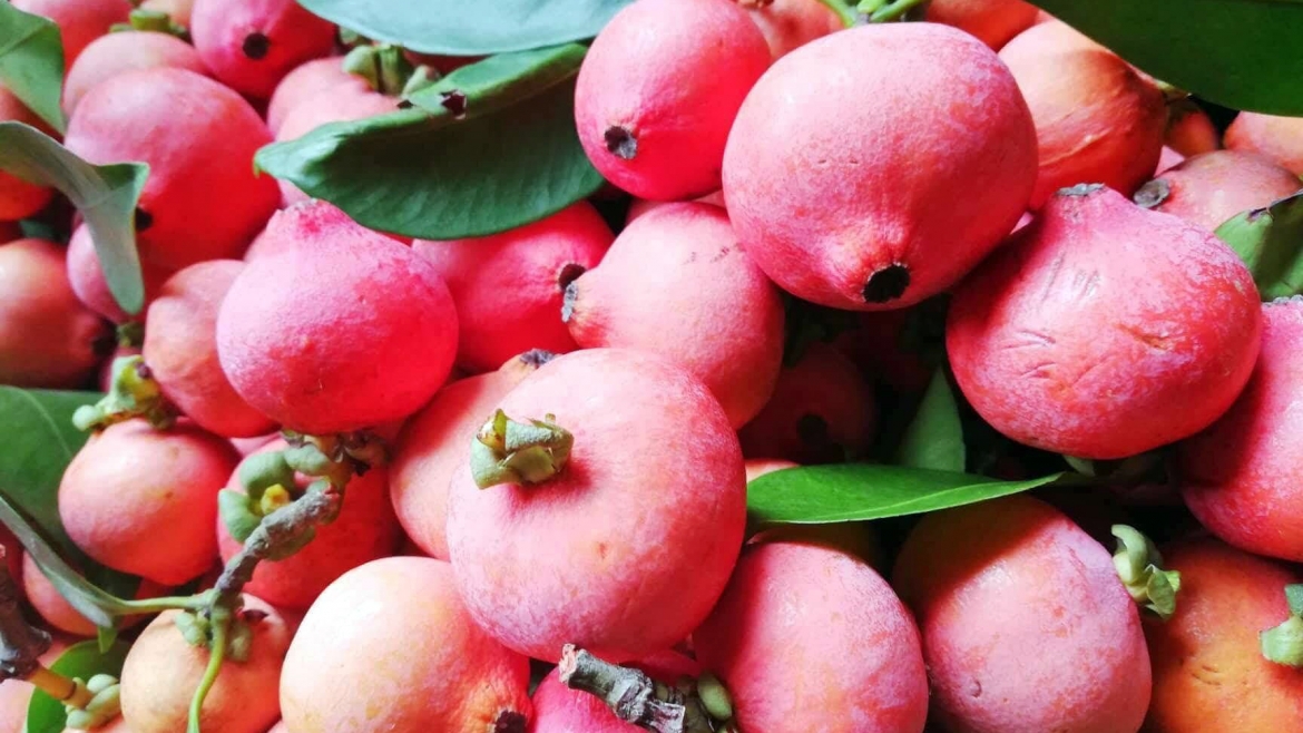 Quả rừng có màu bắt mắt, hút người tiêu dùng dịp hè