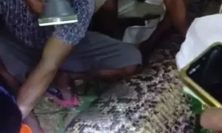Một nông dân ở Indonesia bị trăn khổng lồ nuốt chửng