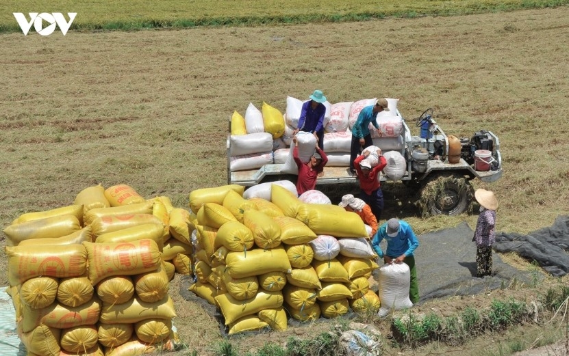rice exports gain momentum, reaching 5.3 million tonnes by mid-july picture 1