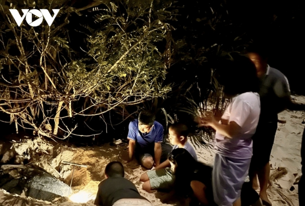 con dao releases 35,000 sea turtle hatchlings into the ocean picture 1