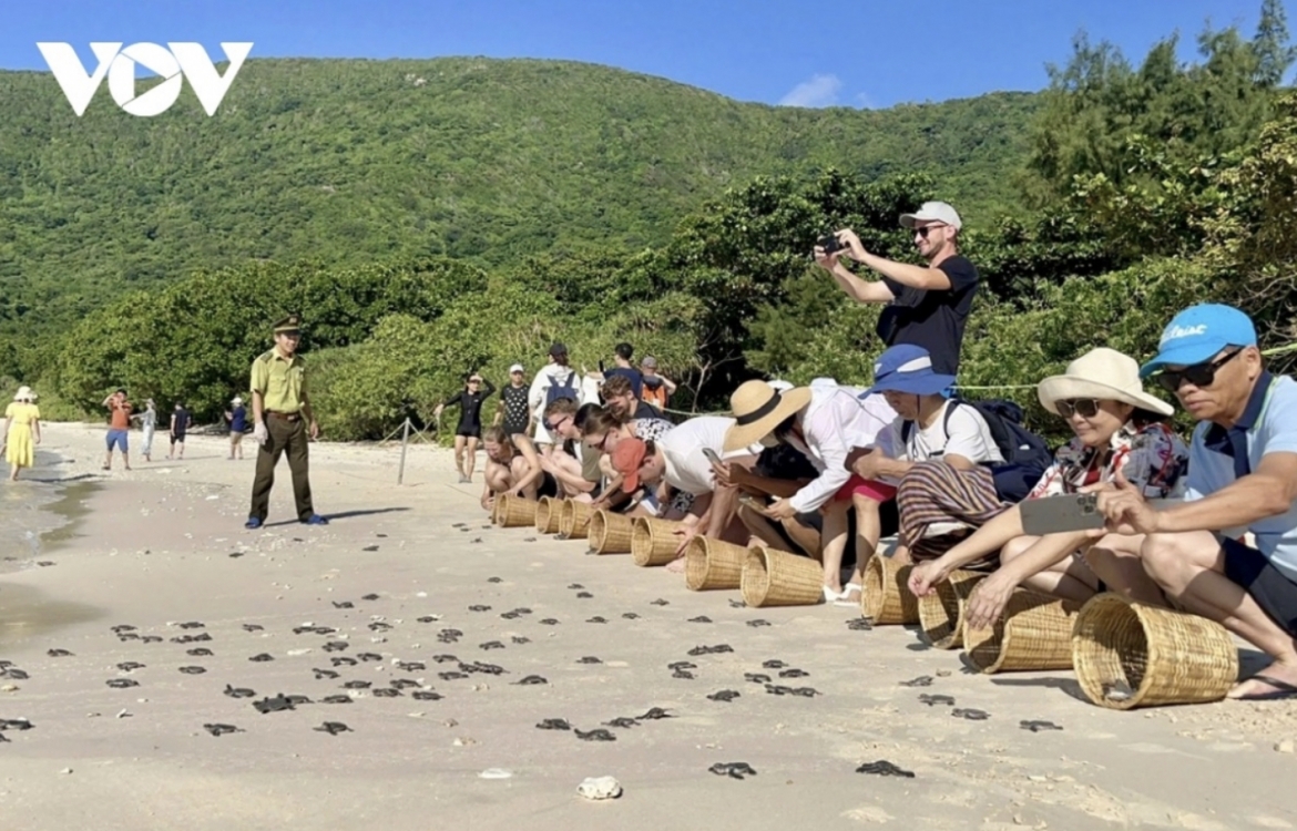 con dao releases 35,000 sea turtle hatchlings into the ocean picture 2