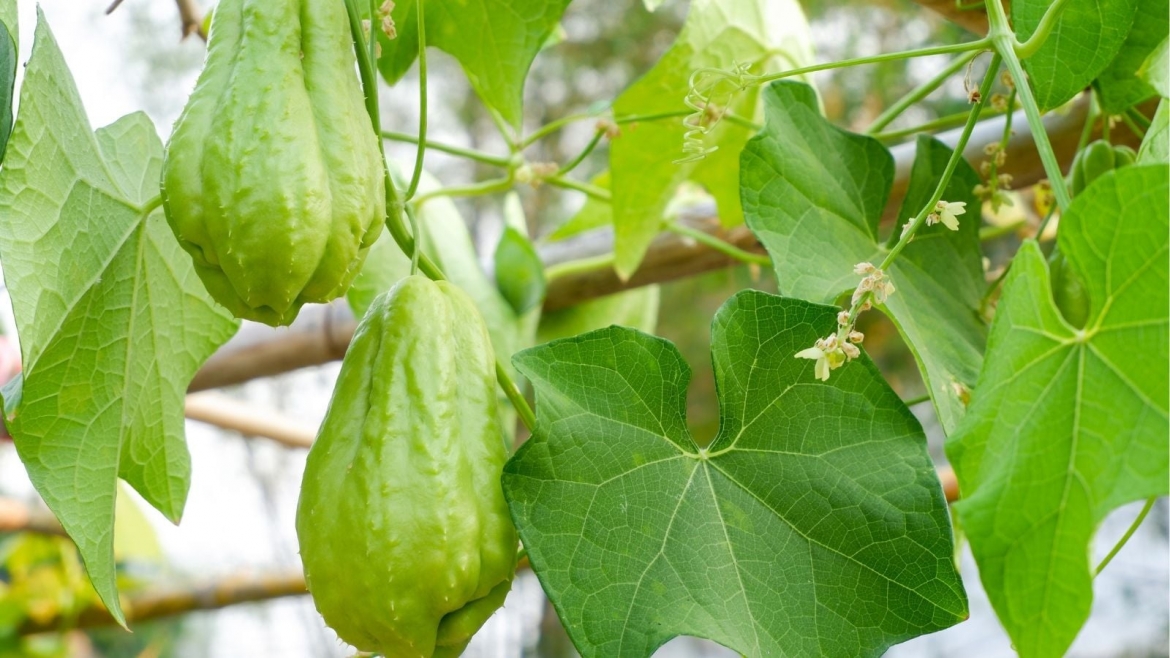 cay thuoc dai bo tu la den qua deu rat tot, an vao duong gan lai bao ve tim mach hinh anh 1