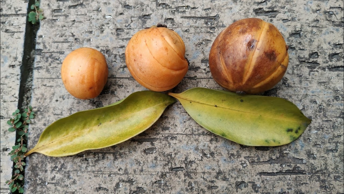tai chua co tac dung gi ma duoc dan gian tin dung hinh anh 1