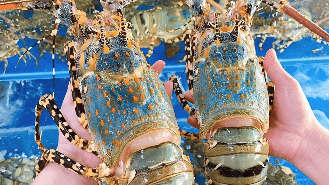 china spends us 506 million on vietnamese lobster in five months picture 1