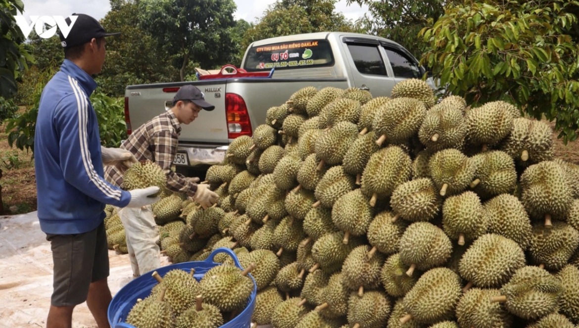 vietnamese fruit gains favor among chinese consumers picture 1