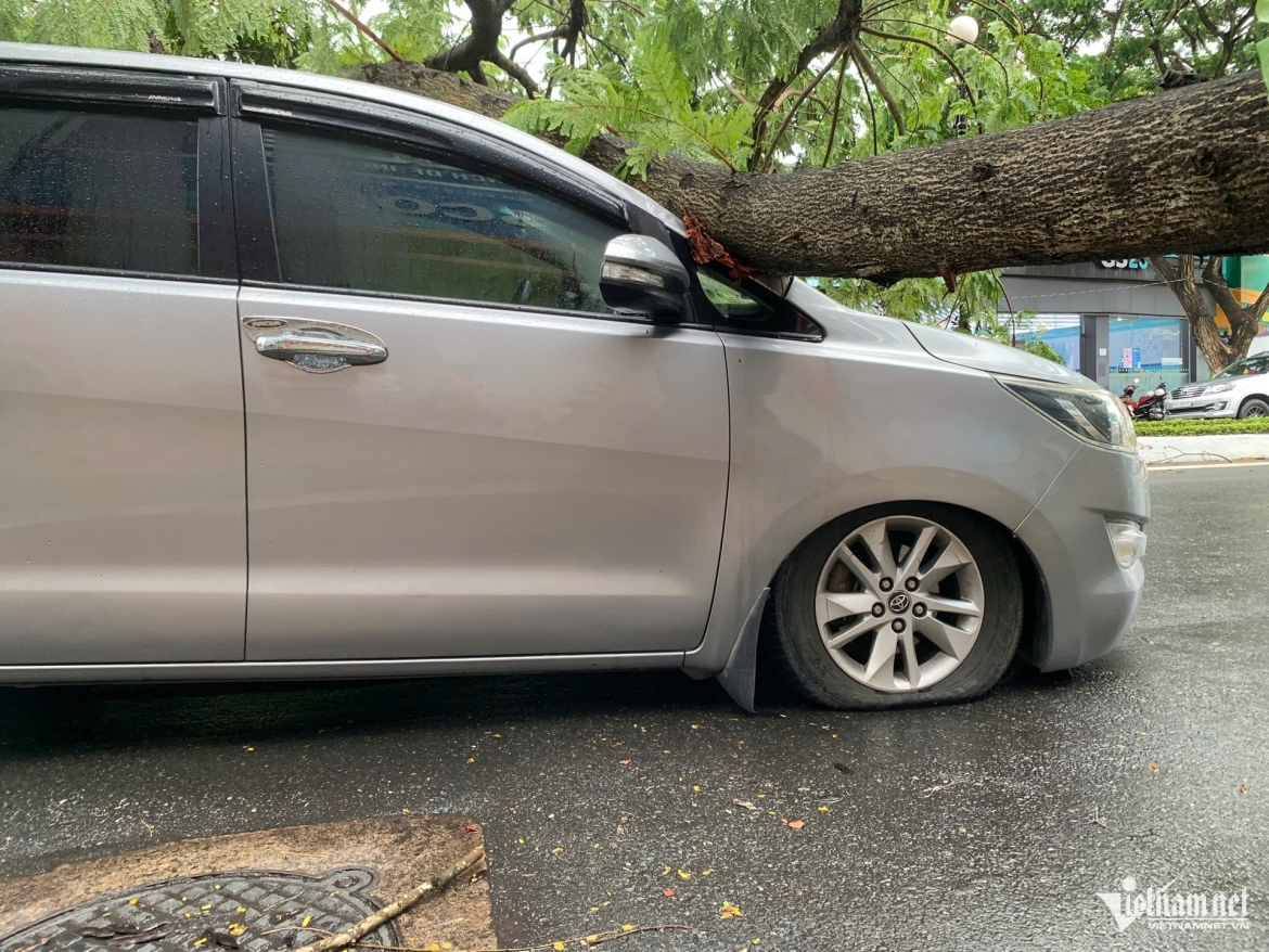 mua gio quat nga nhieu cay xanh, de trung o to o tp.hcm hinh anh 3