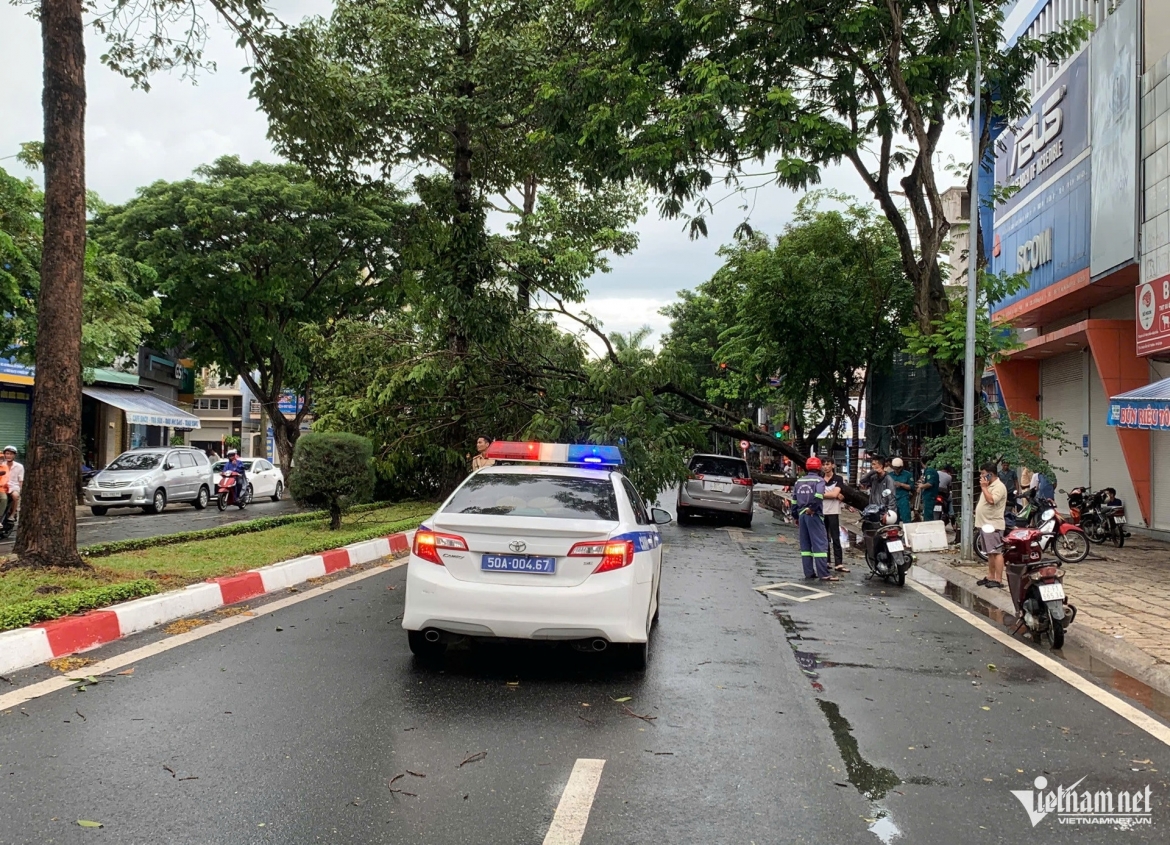 mua gio quat nga nhieu cay xanh, de trung o to o tp.hcm hinh anh 7