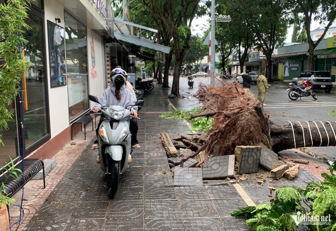 mua gio quat nga nhieu cay xanh, de trung o to o tp.hcm hinh anh 5