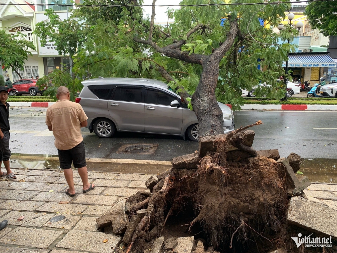 mua gio quat nga nhieu cay xanh, de trung o to o tp.hcm hinh anh 8