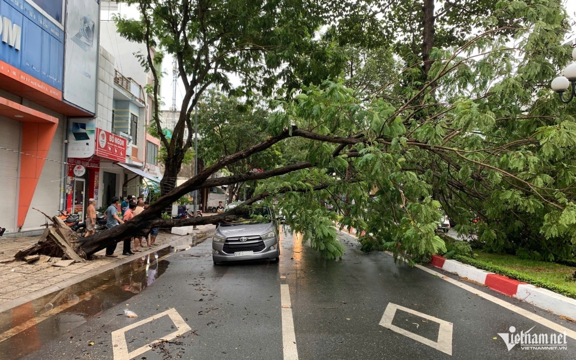 mua gio quat nga nhieu cay xanh, de trung o to o tp.hcm hinh anh 1