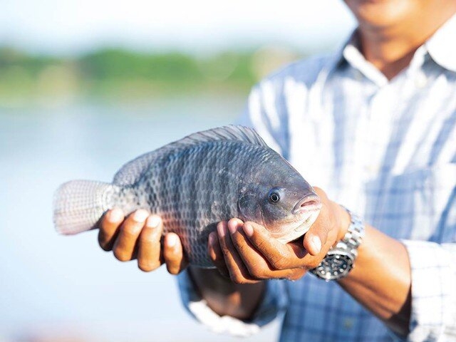 Loại cá bình dân được ví như “gà nước” của người Việt bất ngờ hút khách Nhật