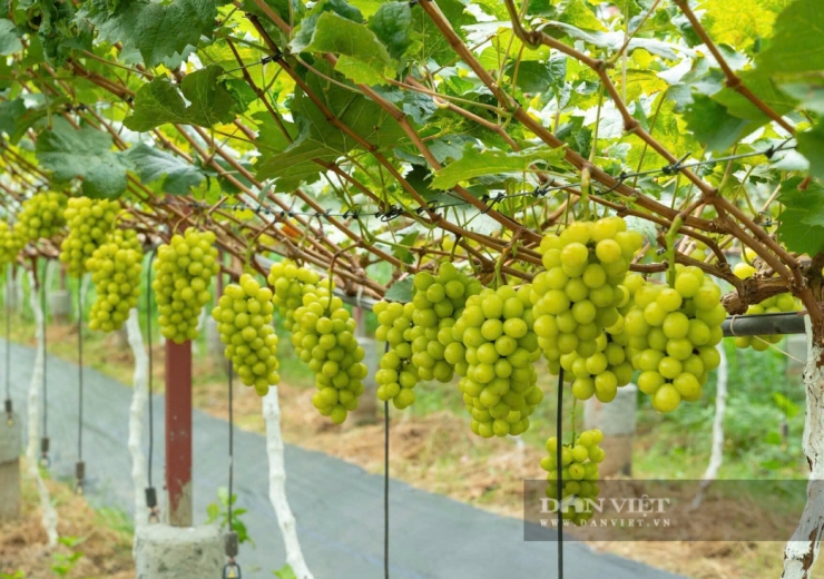 Từ bãi bồi ven sông đến vườn nho hút khách ở Hải Phòng
