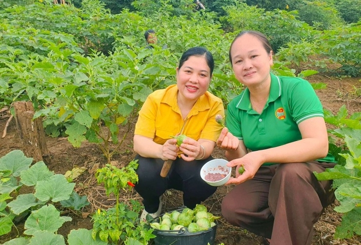 Cà ngọt Khe Ngậu thành sản phẩm OCOP 3 sao