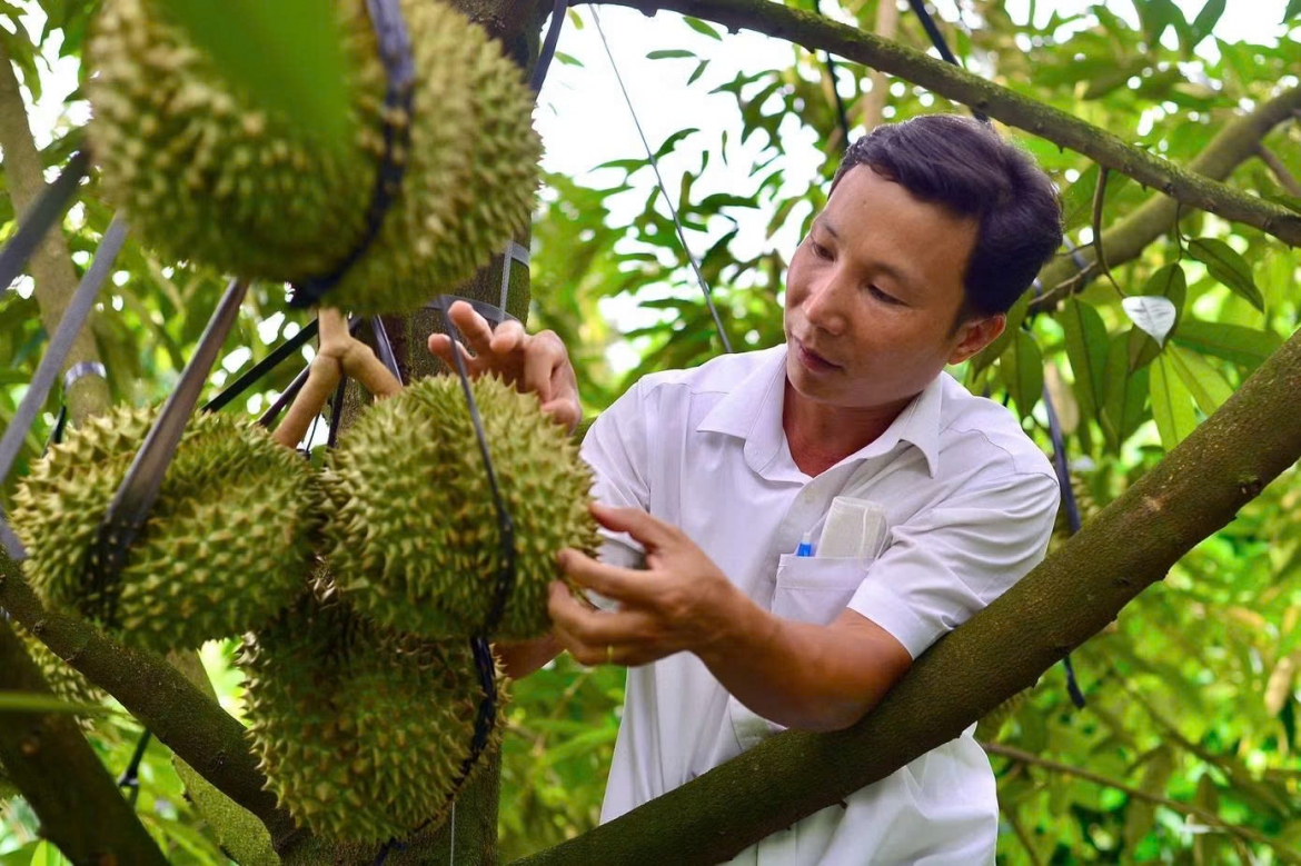 Ngành sầu riêng cần “hãm phanh” diện tích, nâng chất để đi xa