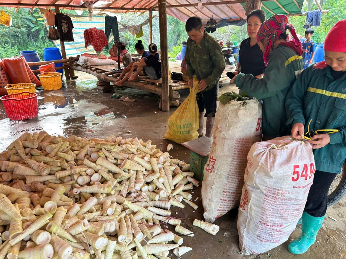 Mùa măng rừng vùng cao, người dân thu vài trăm ngàn mỗi ngày