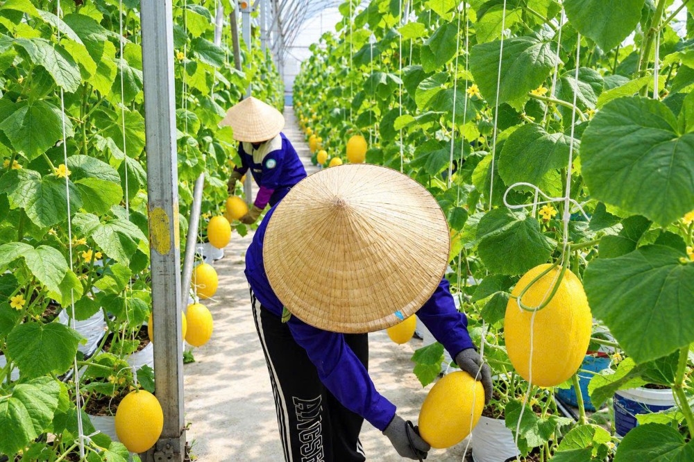 saigon co.op kiem soat hang hoa tu goc va day manh truy xuat chuoi cung ung hinh anh 1
