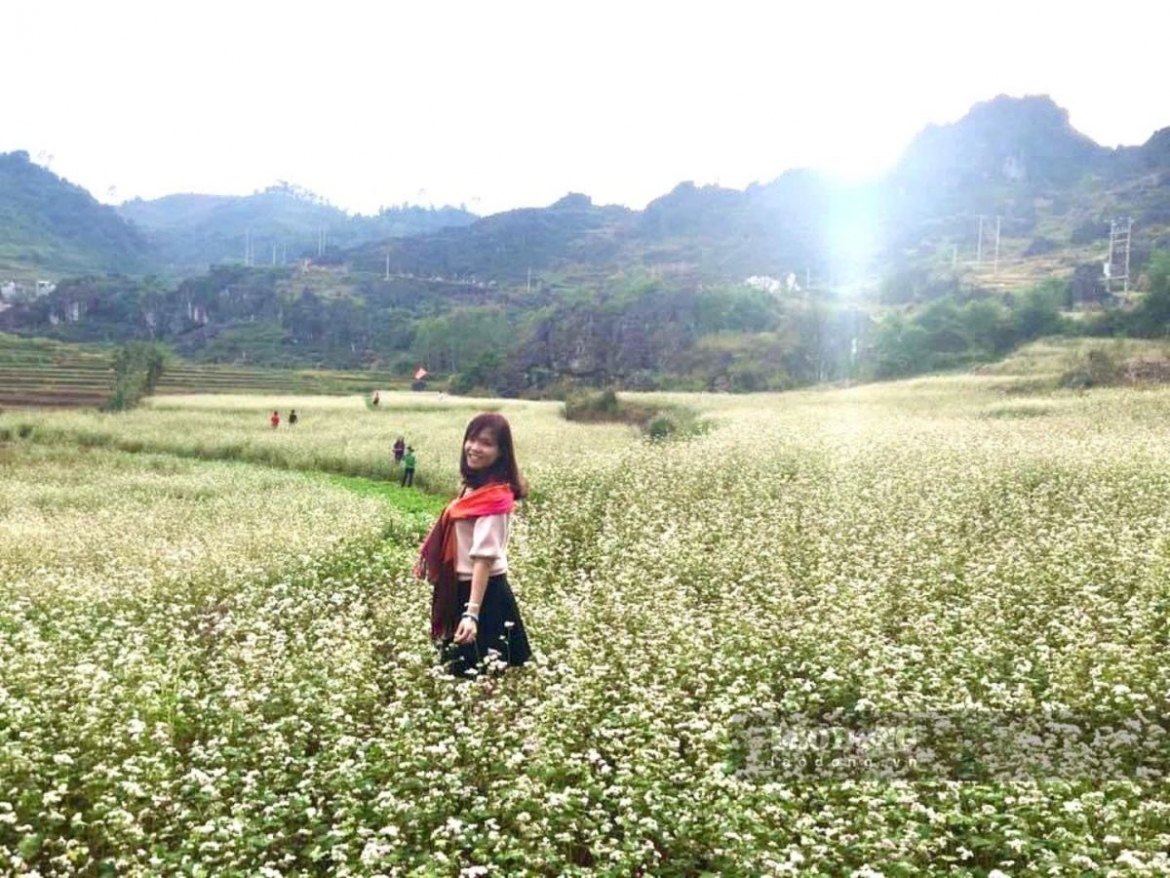 hon 400ha tam giac mach duoc gieo trong cho mua le hoi tai tuyen quang hinh anh 1