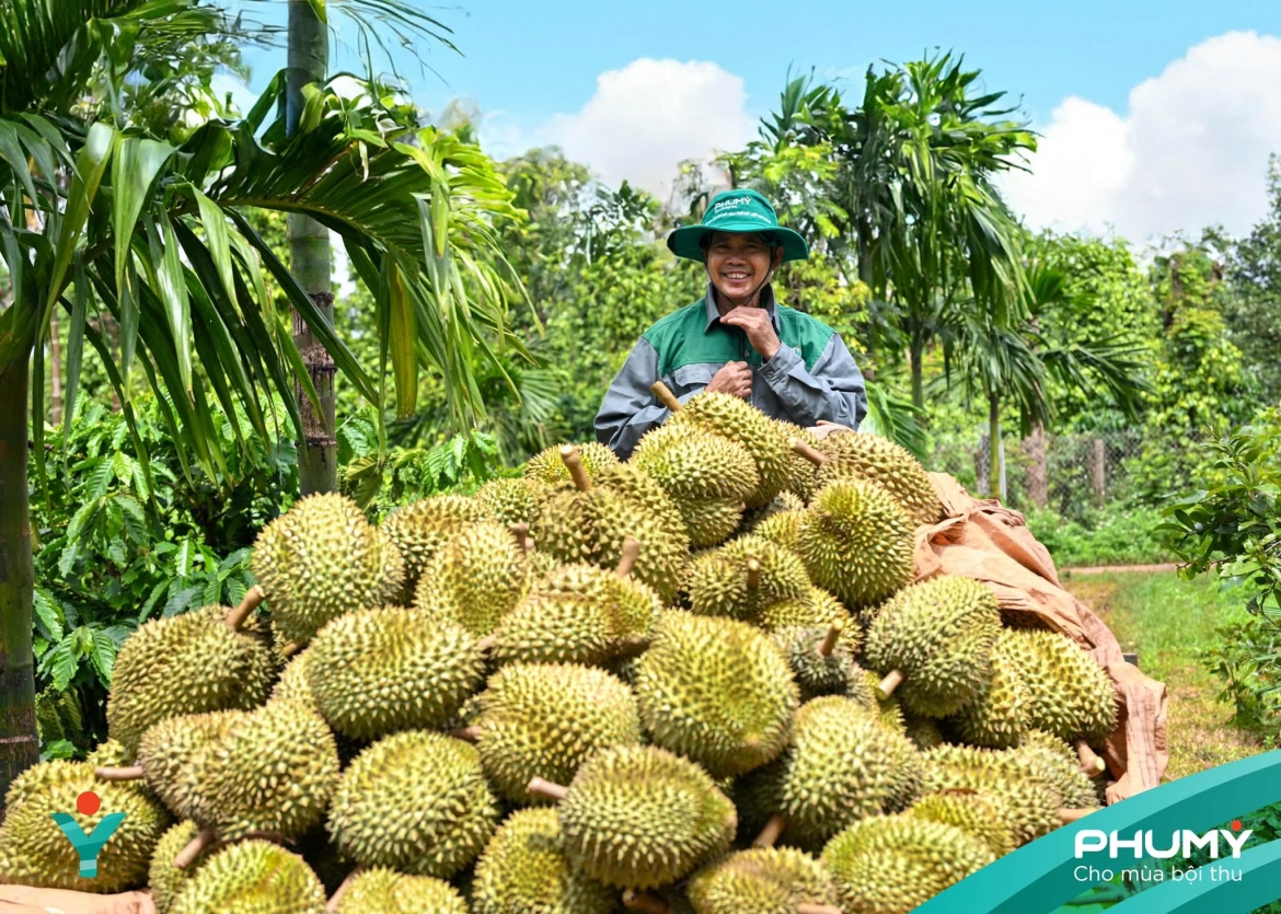 dau an dam net cua phu my tai le hoi sau rieng Dak lak 2026 hinh anh 3