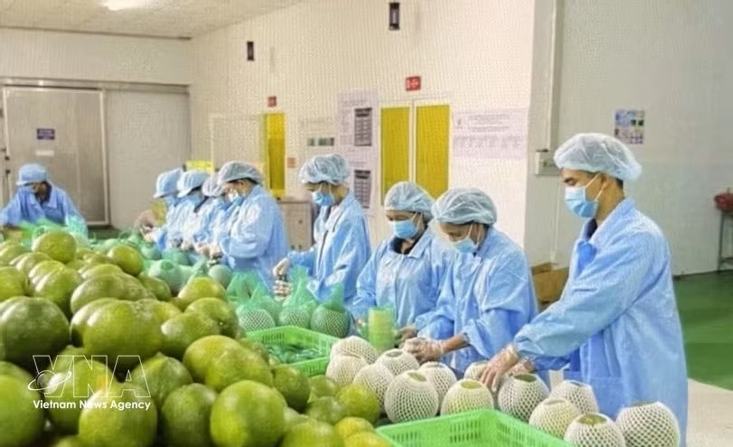turkish cooperatives open sourcing channel for vietnamese businesses picture 1